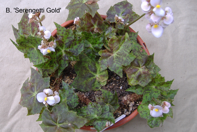 B. ‘Serengetti Gold’